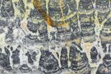 Columnar Stromatolite (Asperia) From Australia - Proterozoic #76205-1